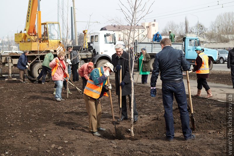 На проспекті Гагаріна висадили дерева