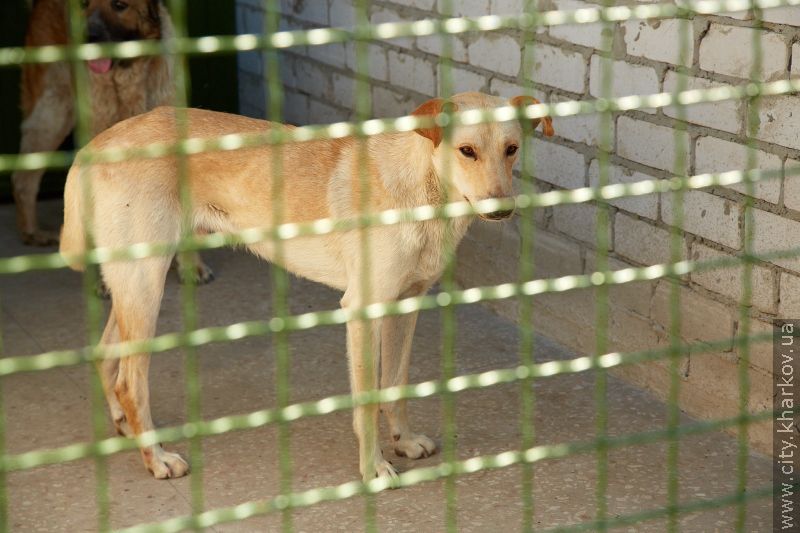 Харківський досвід зі створення притулку для тварин запропонують іншим регіонам