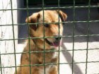 Використовуваний у Харкові метод поводження з безпритульними тваринами успішно працює у світі