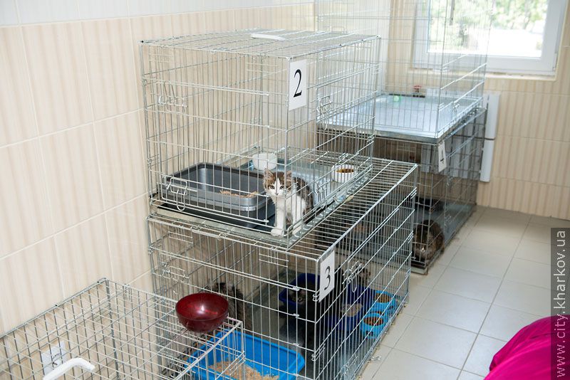 Німецький експерт високо оцінив роботу харківського притулку для тварин