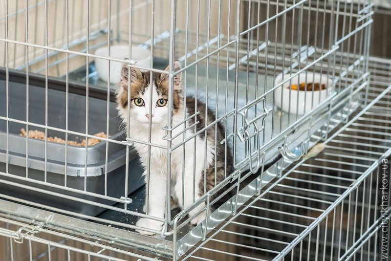 Німецький експерт високо оцінив роботу харківського притулку для тварин