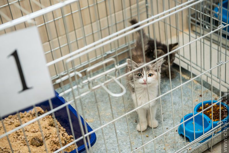 Німецький експерт високо оцінив роботу харківського притулку для тварин