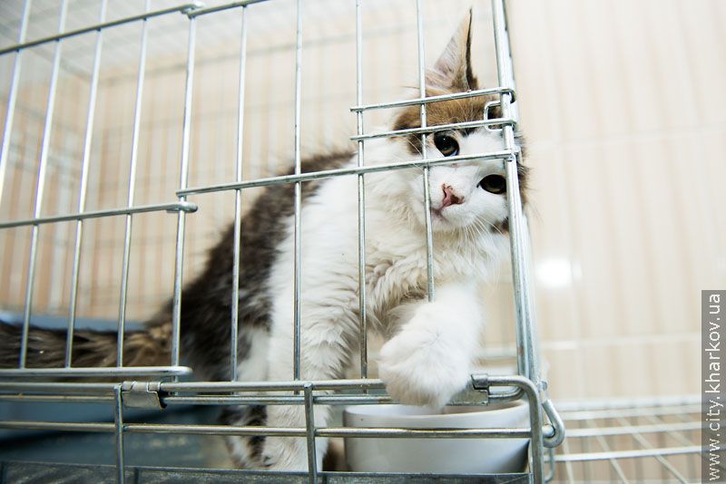 Німецький експерт високо оцінив роботу харківського притулку для тварин