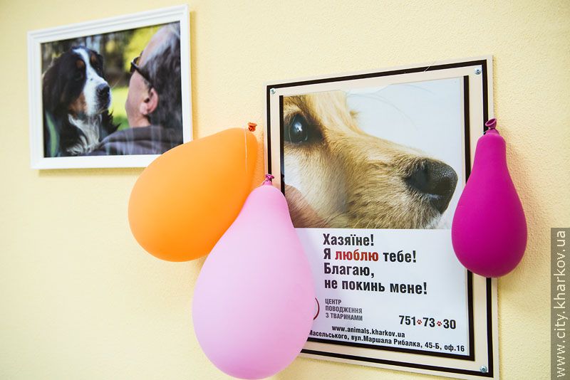 Вартість будівництва притулку для тварин - 15 мільйонів гривень