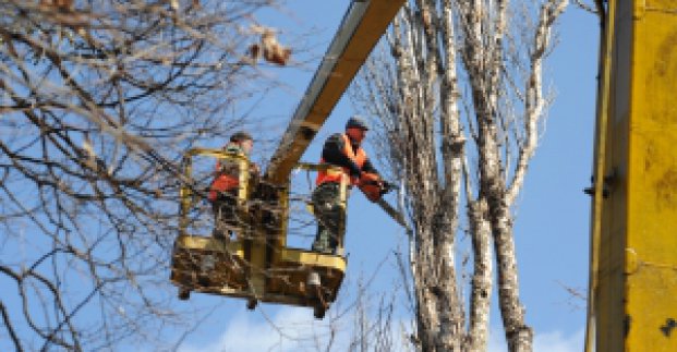 Правильне кронування дозволяє зберегти здоров'я і красу дерев