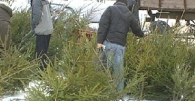 У Харкові виявили місця незаконної торгівлі ялинками