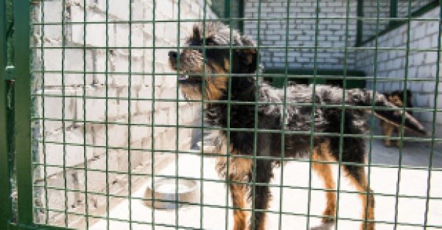 A number of street dogs attacks against people has decreased over the last year