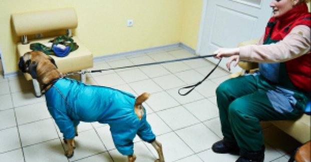 У притулку для тварин дедалі частіше опиняються собаки, від яких відмовилися господарі