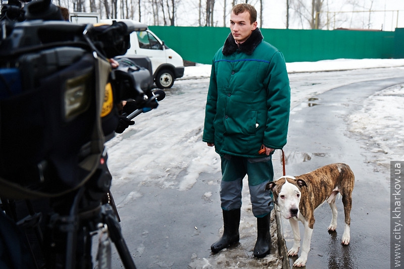 У притулку для тварин дедалі частіше опиняються собаки, від яких відмовилися господарі